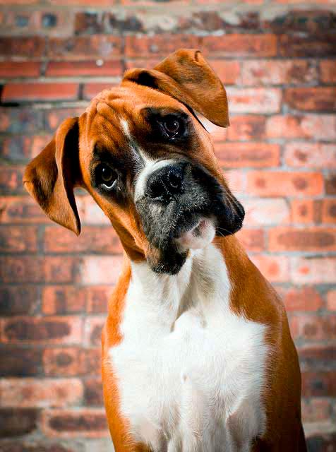 Почему собаки наклоняют голову набок, когда мы говорим с ними? - Федерация  Военного Собаководства